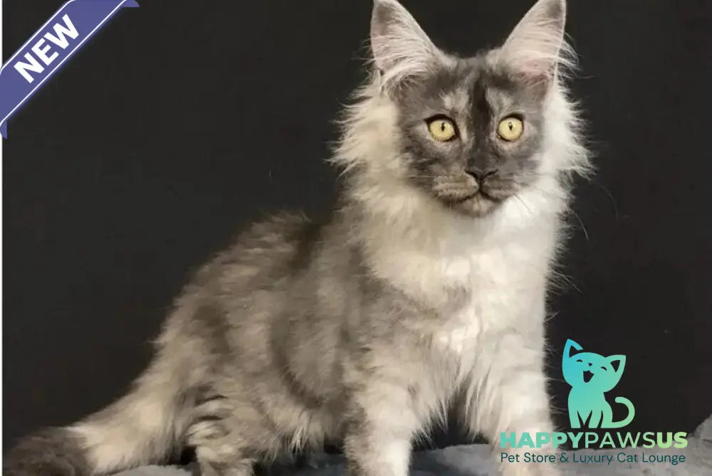 Feya Maine Coon female black silver - live animals