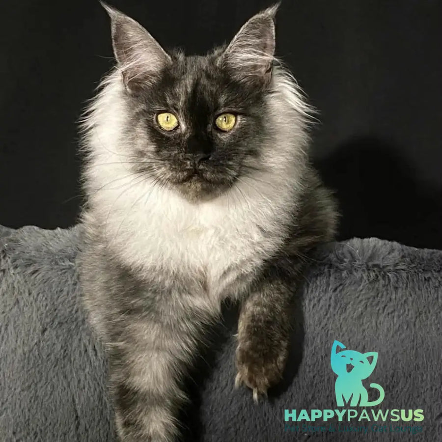Feya Maine Coon female black silver - live animals