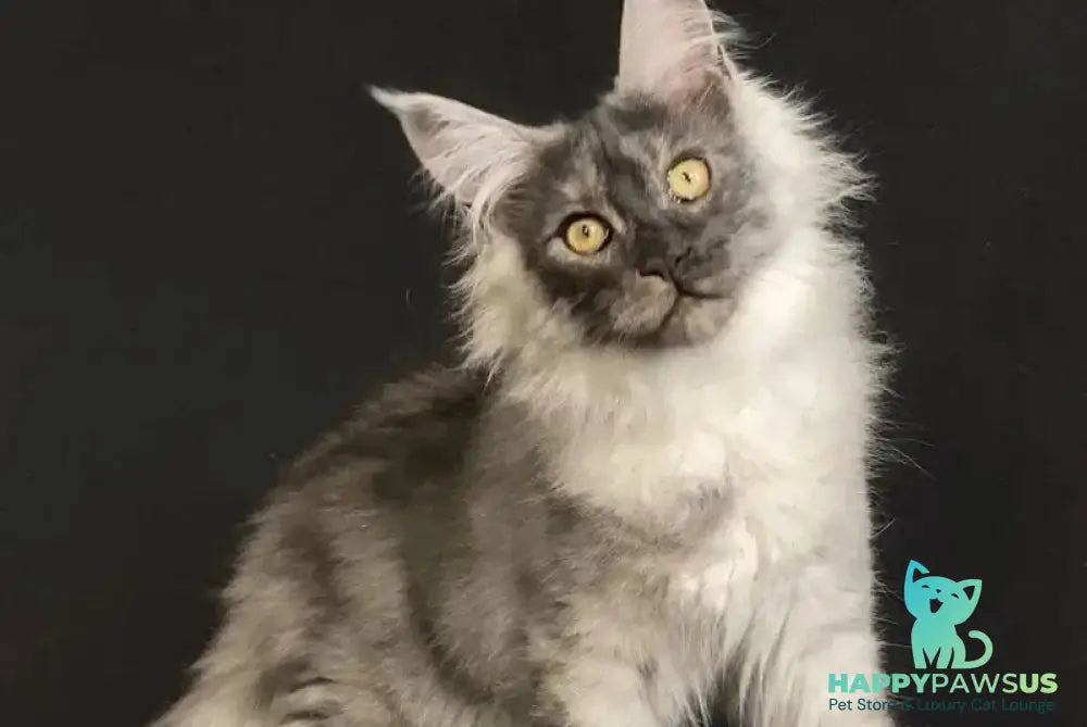 Feya Maine Coon female black silver - live animals