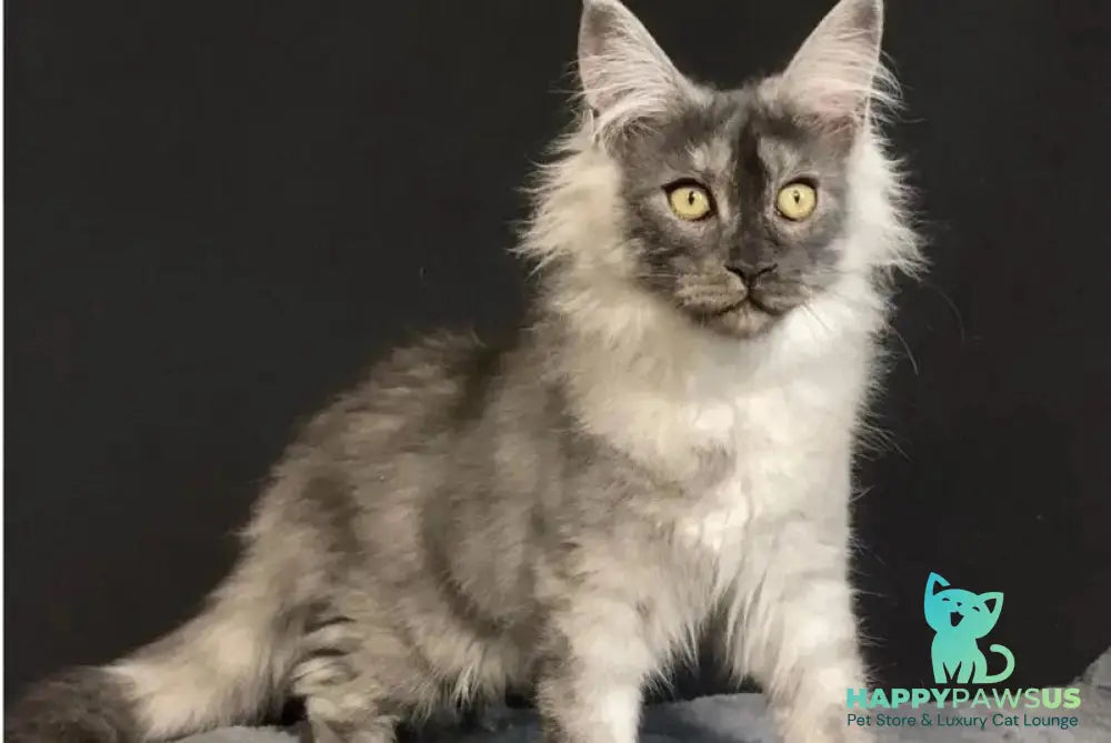Feya Maine Coon female black silver - live animals