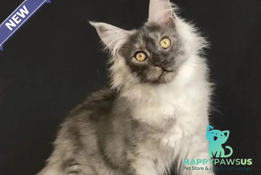 Feya Maine Coon female black silver - live animals
