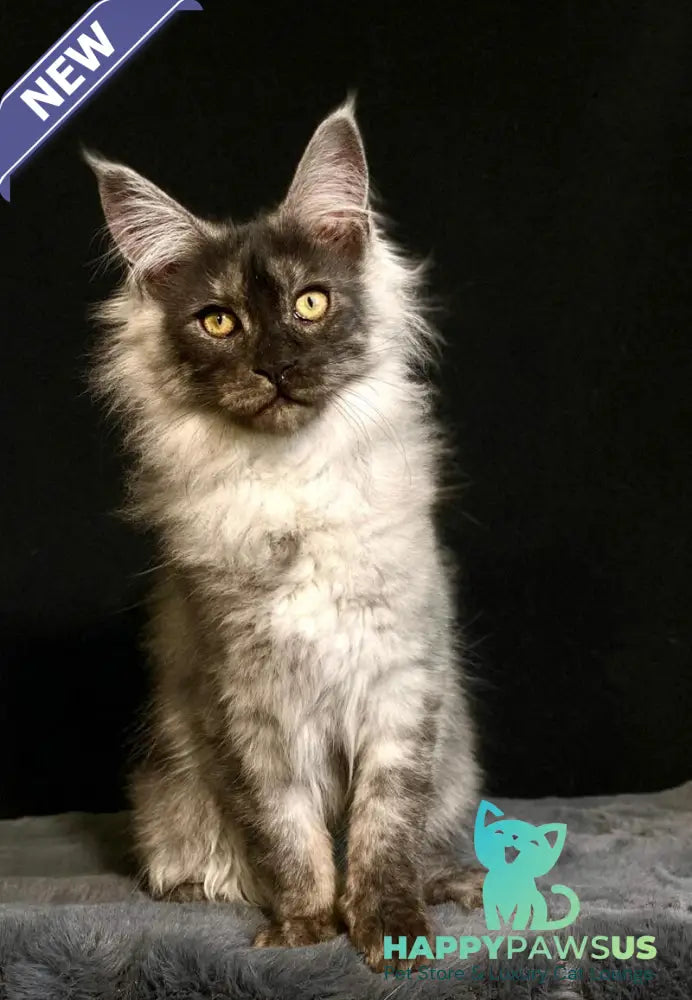 Feya Maine Coon female black silver - live animals