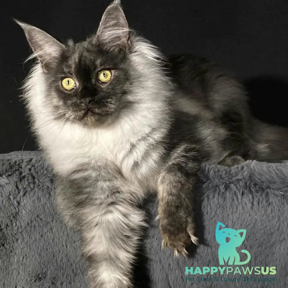 Feya Maine Coon female black silver - live animals