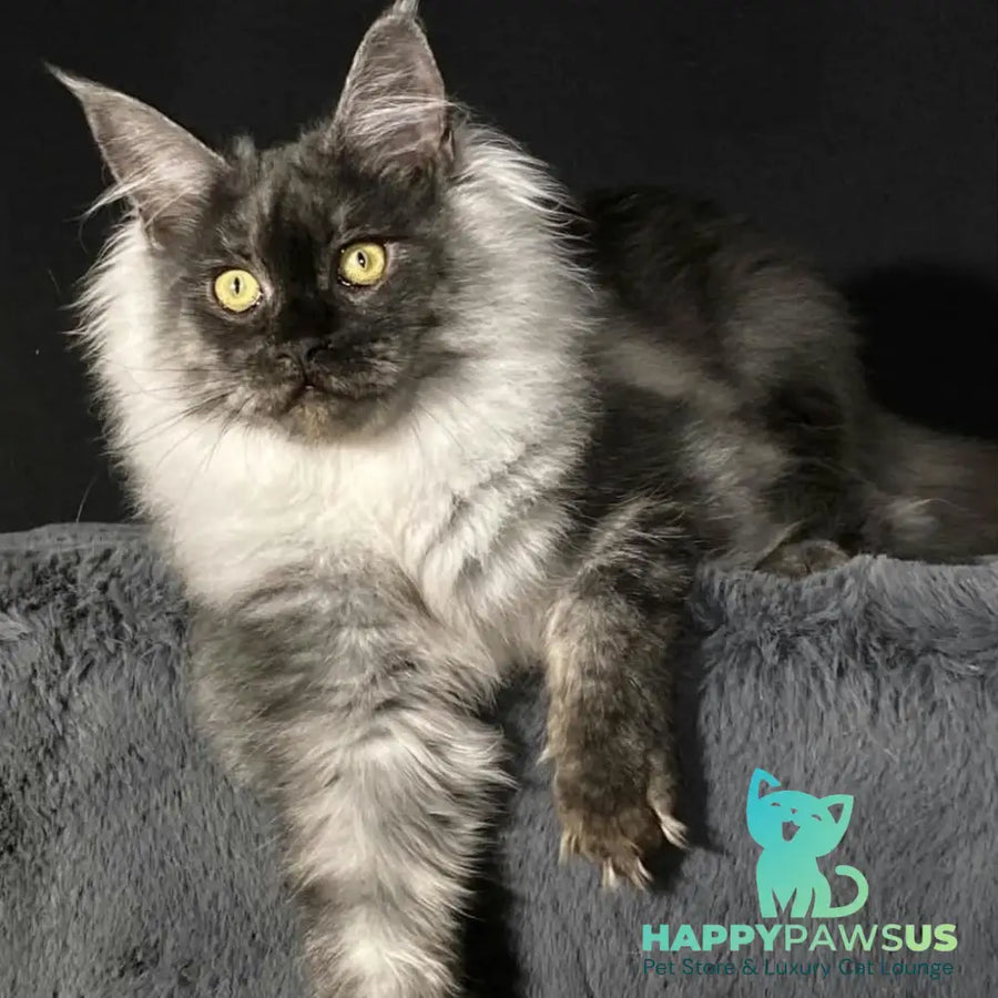Feya Maine Coon female black silver - live animals
