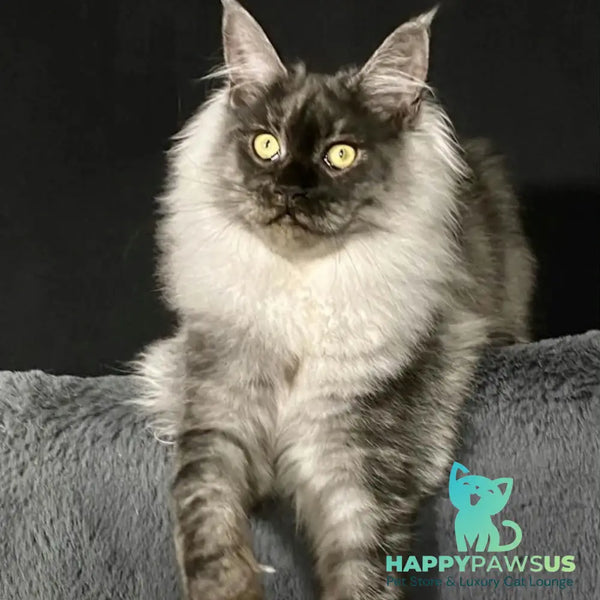 Feya Maine Coon female black silver - live animals