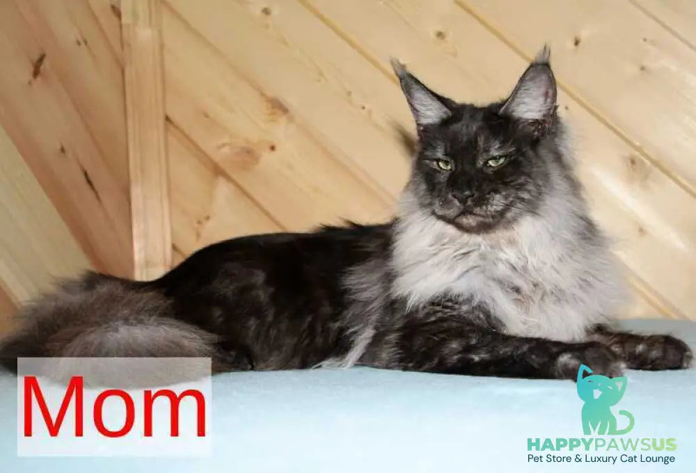 Feya Maine Coon female black silver - live animals