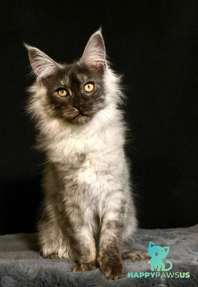 Feya Maine Coon female black silver - live animals