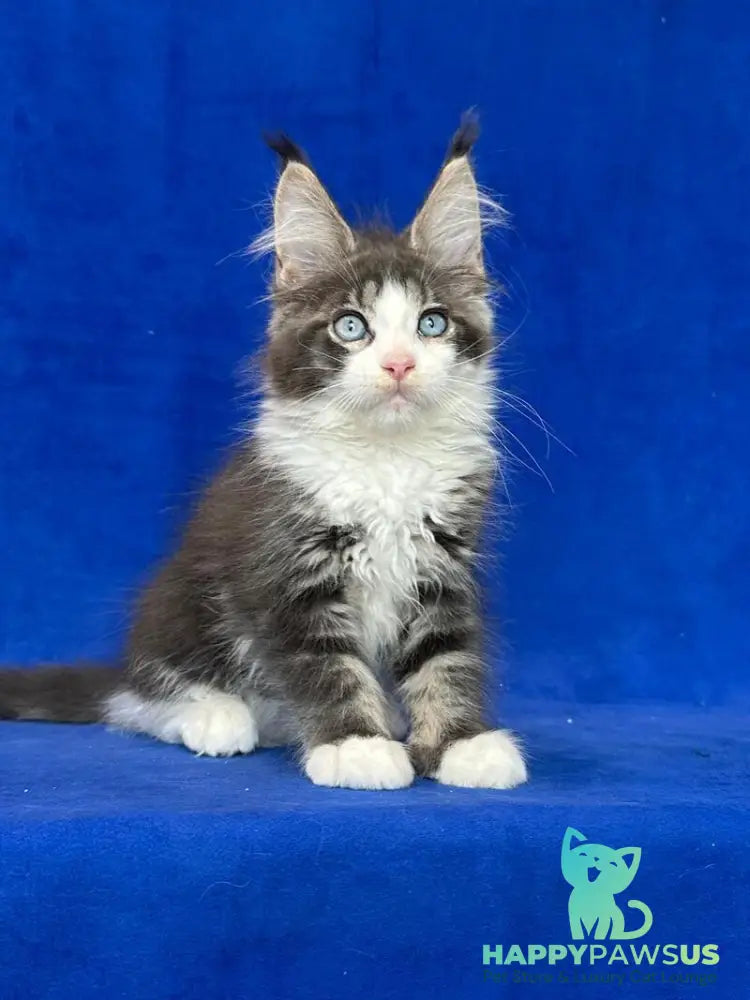 Feya Maine Coon female blue tabby bicolour - live animals