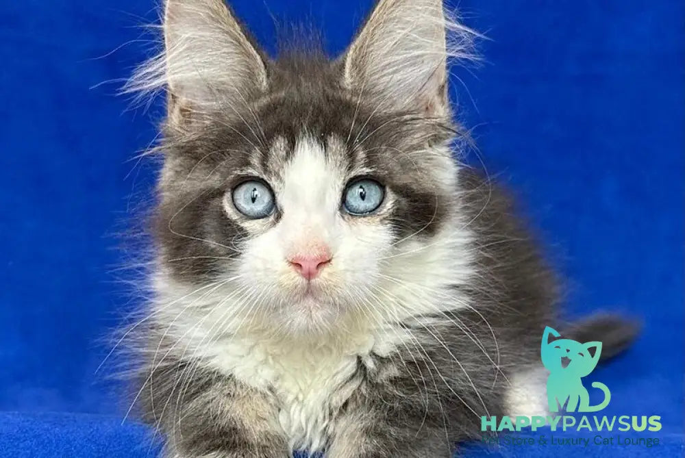 Feya Maine Coon female blue tabby bicolour - live animals