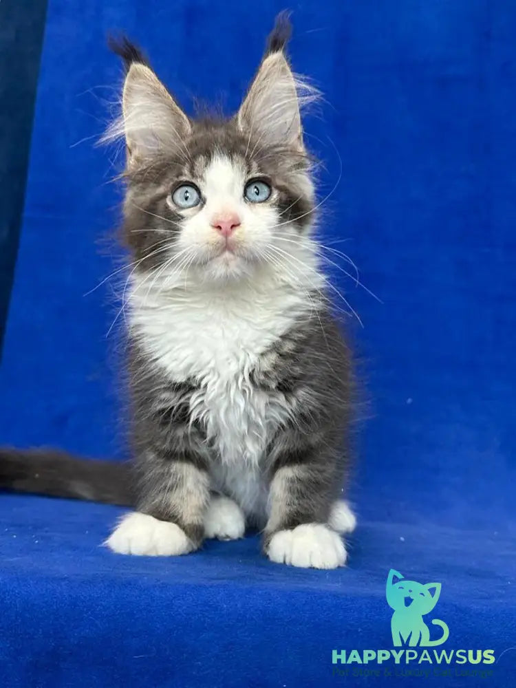 Feya Maine Coon female blue tabby bicolour - live animals