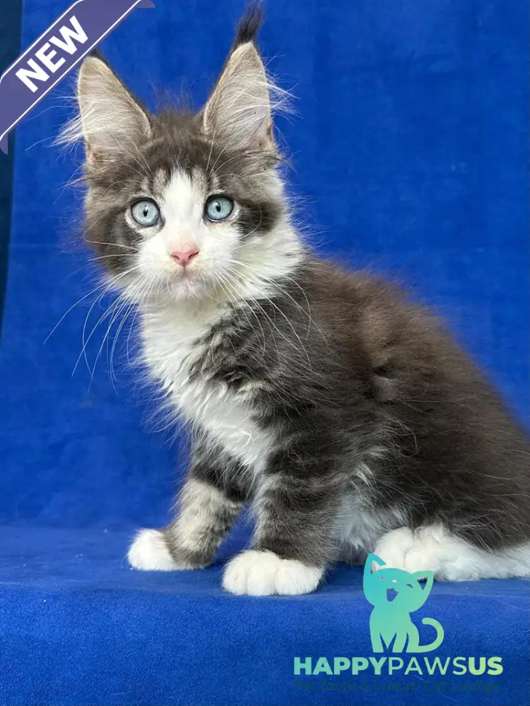 Feya Maine Coon female blue tabby bicolour - live animals