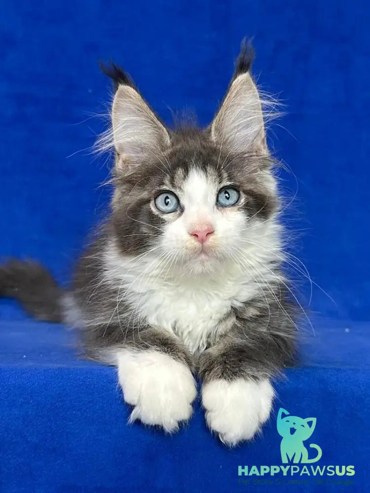 Feya Maine Coon female blue tabby bicolour - live animals