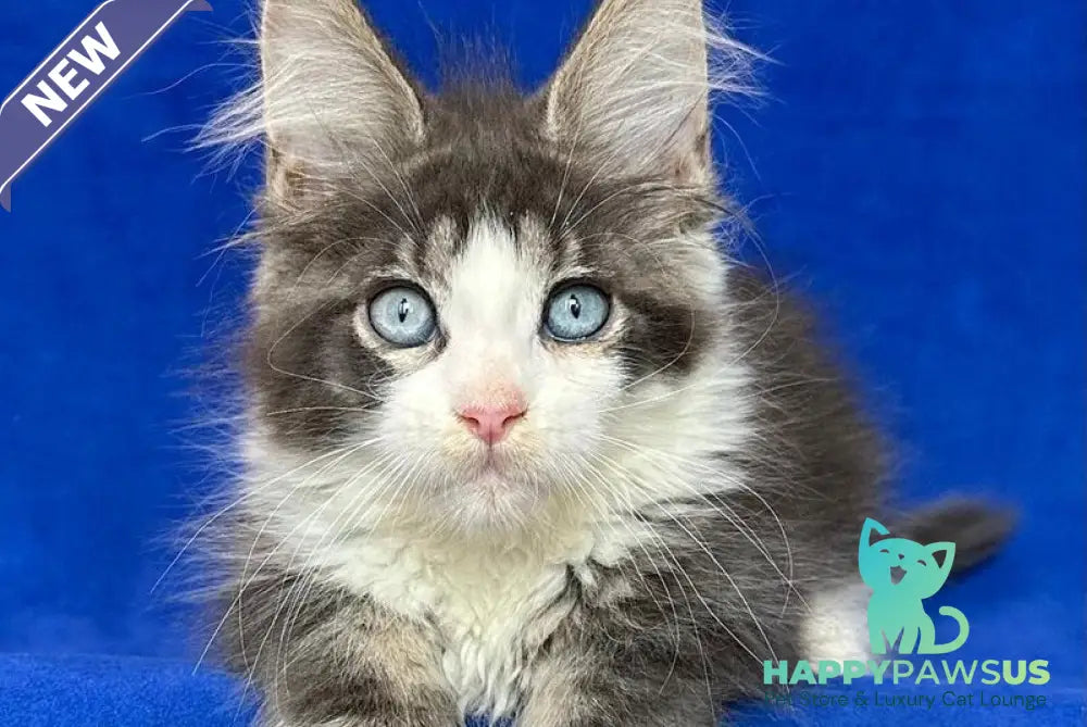Feya Maine Coon female blue tabby bicolour - live animals