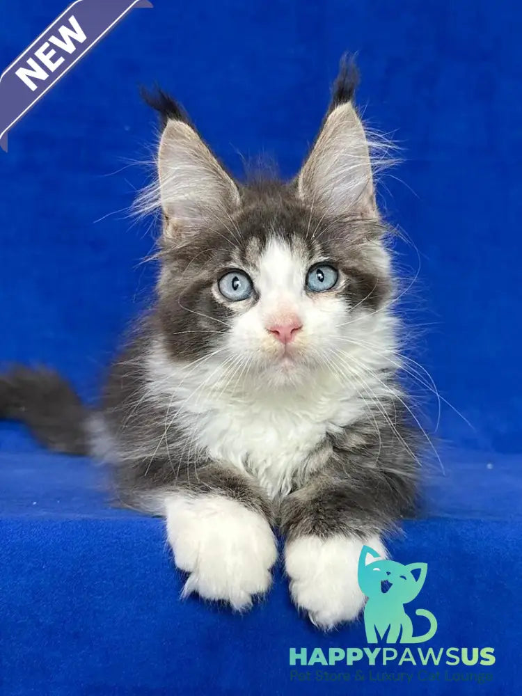 Feya Maine Coon female blue tabby bicolour - live animals