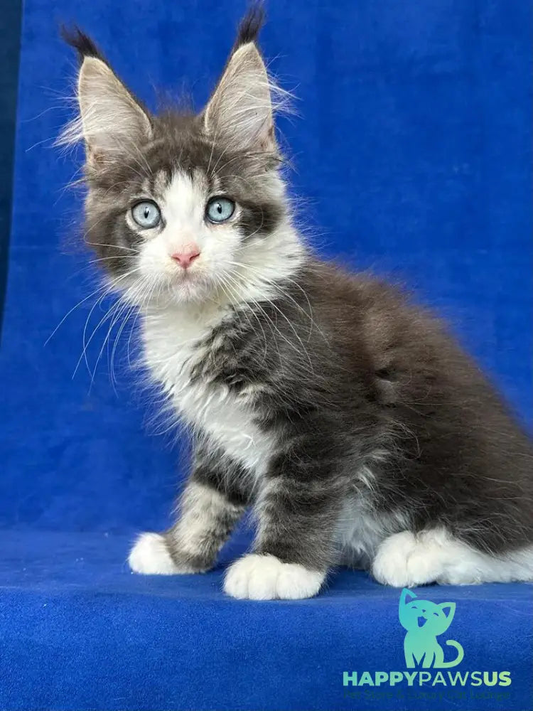 Feya Maine Coon female blue tabby bicolour - live animals