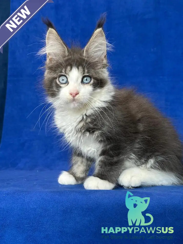 Feya Maine Coon female blue tabby bicolour - live animals