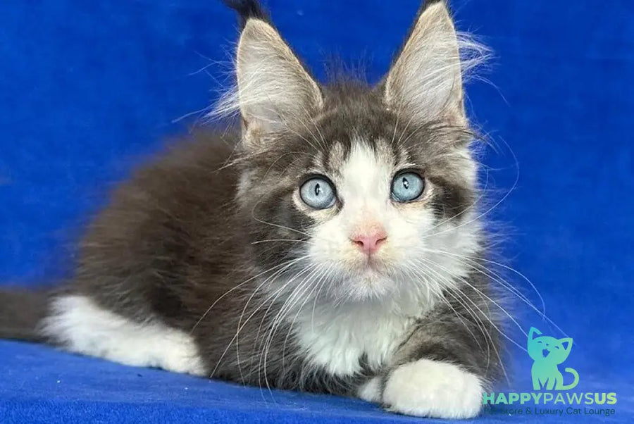 Feya Maine Coon female blue tabby bicolour - live animals
