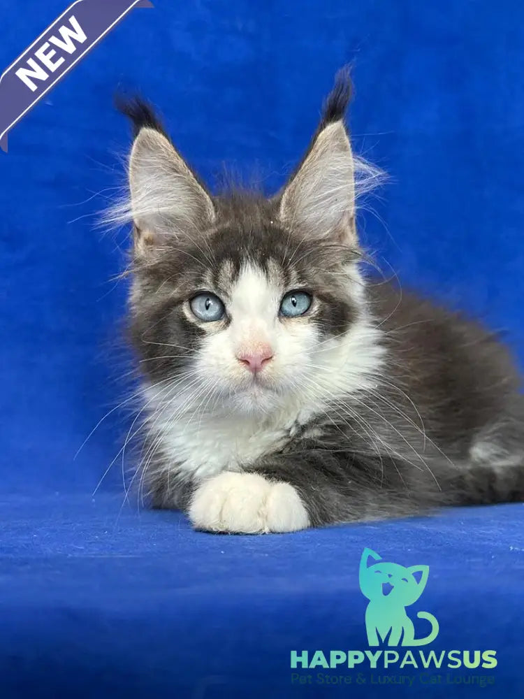 Feya Maine Coon female blue tabby bicolour - live animals