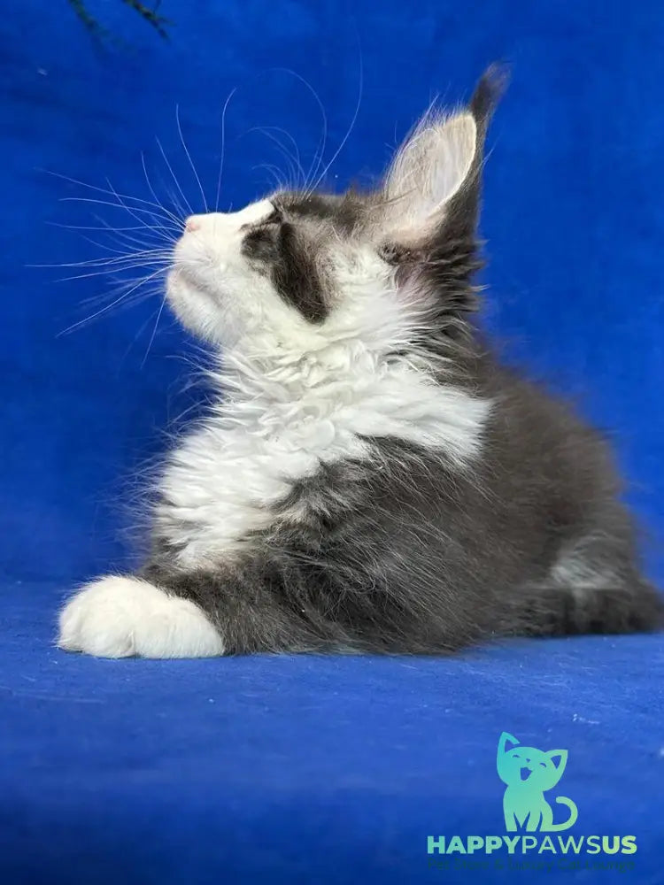 Feya Maine Coon female blue tabby bicolour - live animals