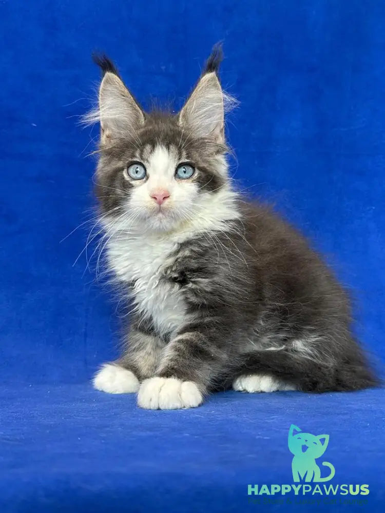 Feya Maine Coon female blue tabby bicolour - live animals