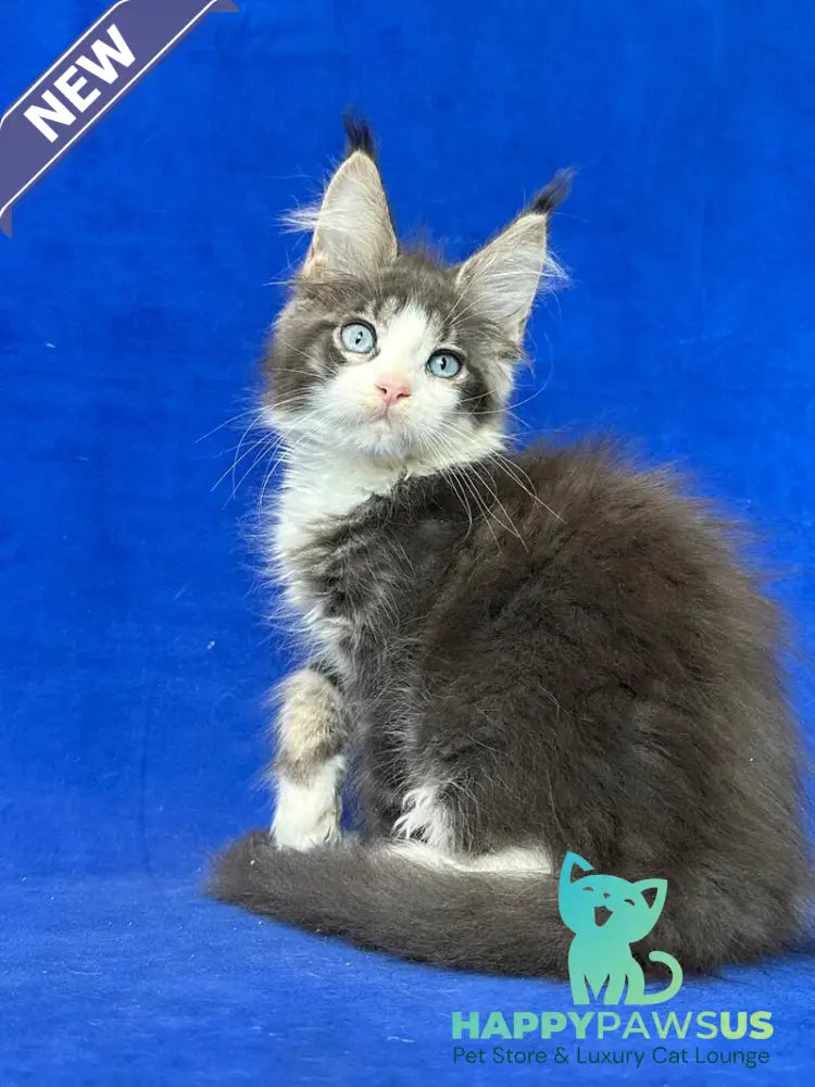 Feya Maine Coon female blue tabby bicolour - live animals