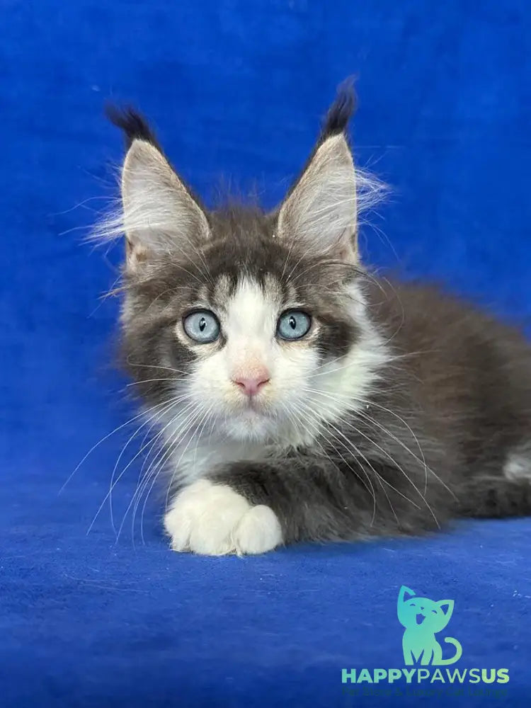 Feya Maine Coon female blue tabby bicolour - live animals