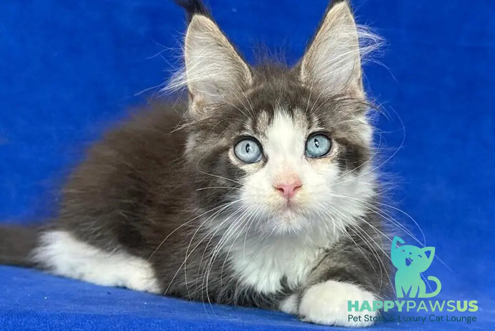 Feya Maine Coon female blue tabby bicolour - live animals
