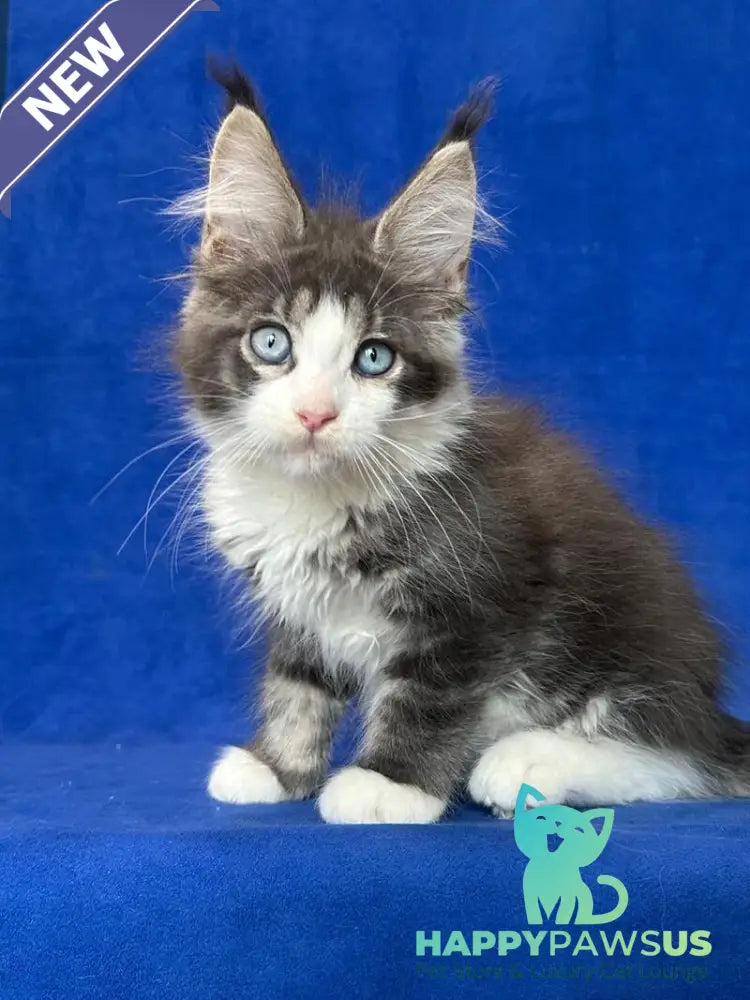 Feya Maine Coon female blue tabby bicolour - live animals