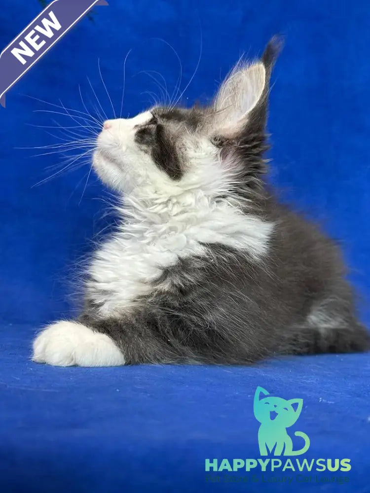 Feya Maine Coon female blue tabby bicolour - live animals