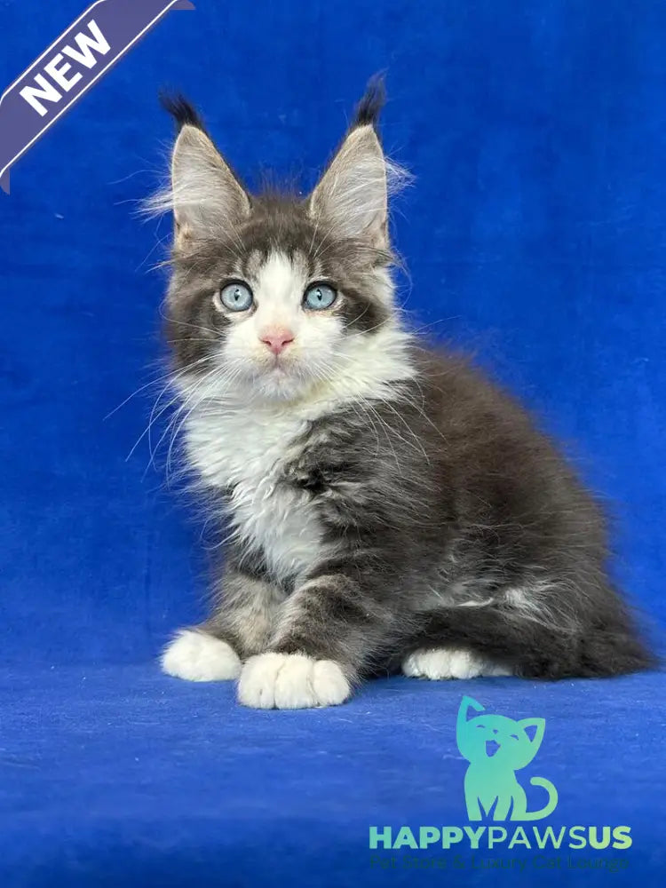 Feya Maine Coon female blue tabby bicolour - live animals