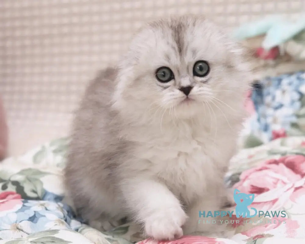 Feya Scottish Fold female black silver shaded live animals