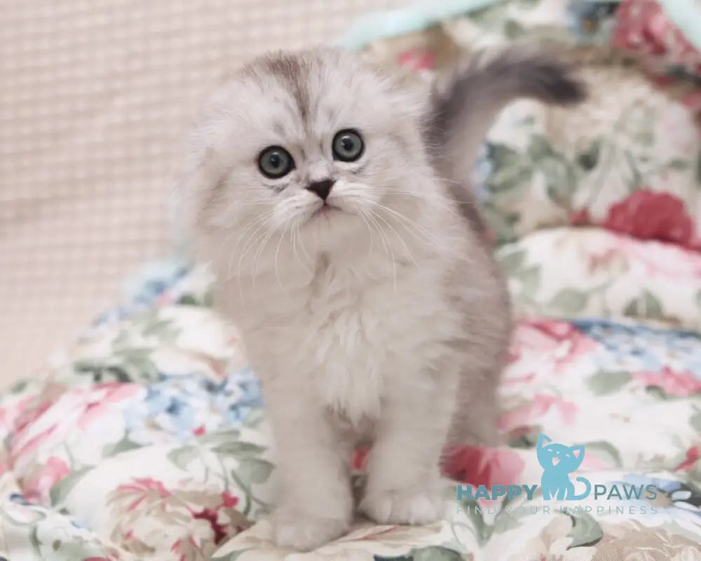 Feya Scottish Fold female black silver shaded live animals