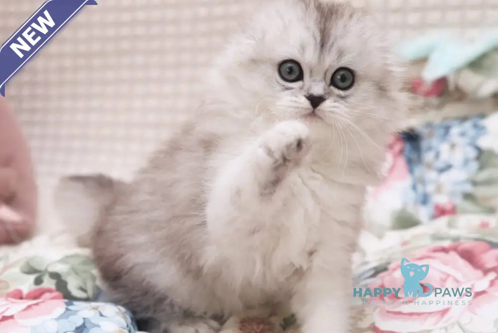 Feya Scottish Fold female black silver shaded live animals