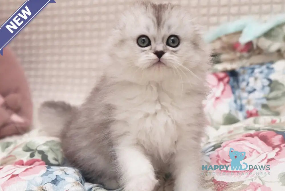 Feya Scottish Fold female black silver shaded live animals