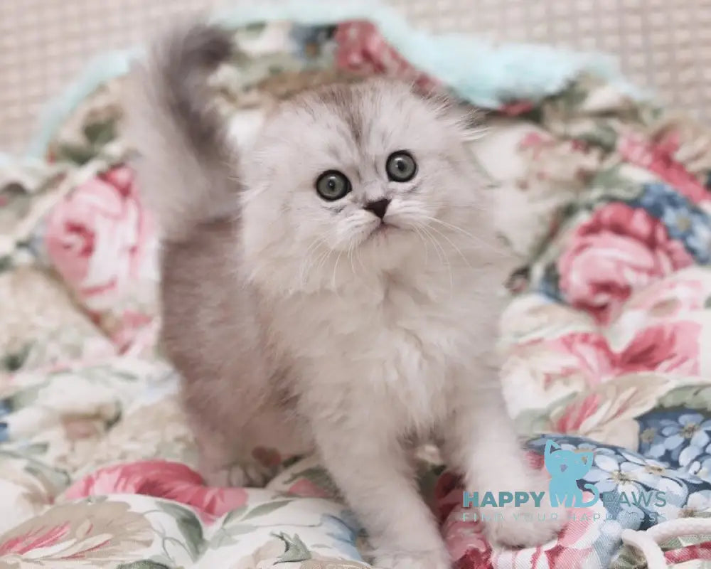 Feya Scottish Fold female black silver shaded live animals