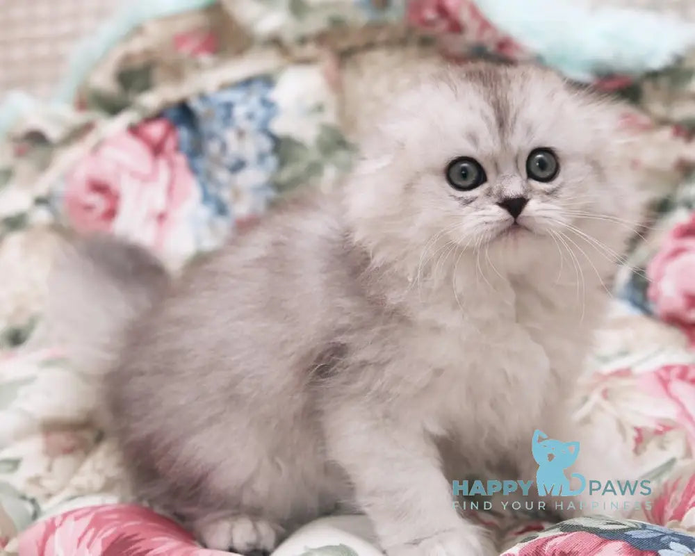 Feya Scottish Fold female black silver shaded live animals