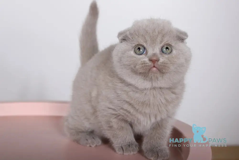 Feya Scottish Fold female lilac live animals
