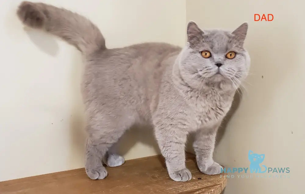 Feya Scottish Fold female lilac live animals