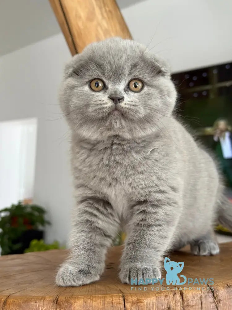 Feya Scottish Fold female lilac live animals