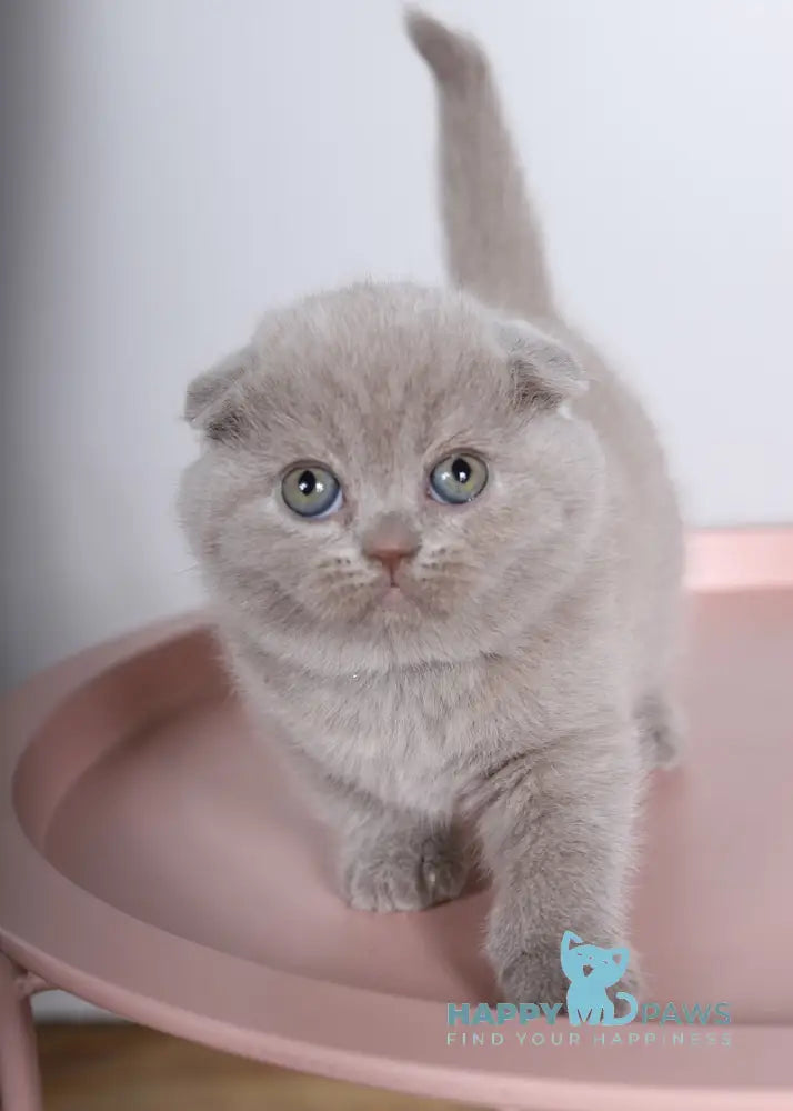 Feya Scottish Fold female lilac live animals