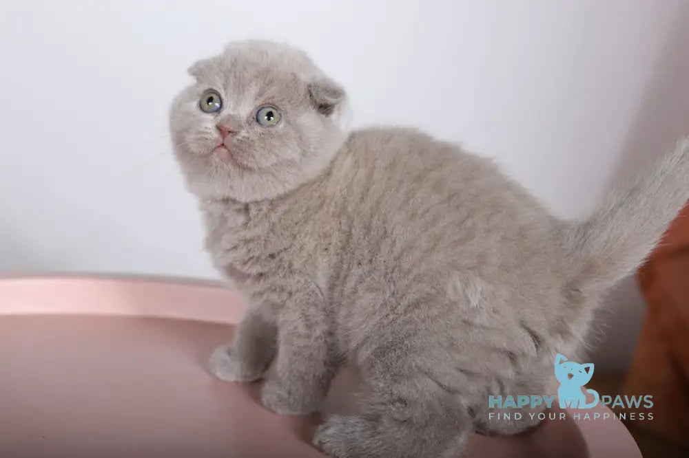 Feya Scottish Fold female lilac live animals
