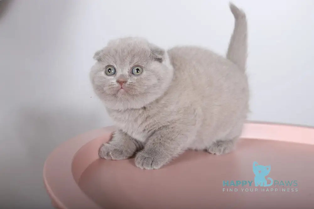 Feya Scottish Fold female lilac live animals