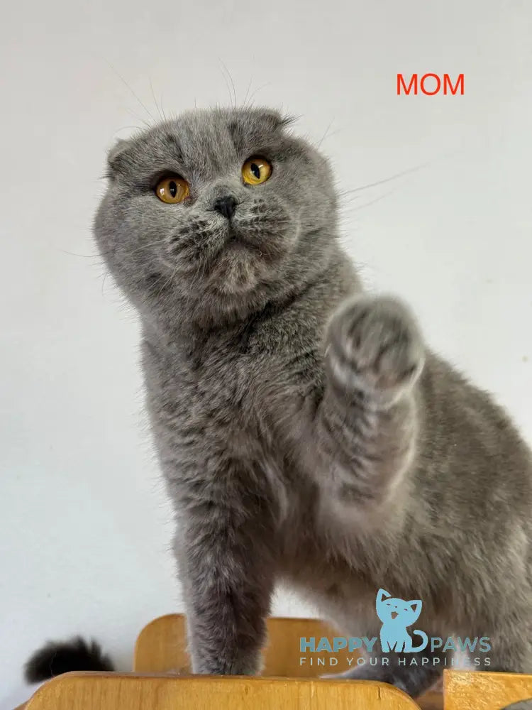 Feya Scottish Fold female lilac live animals