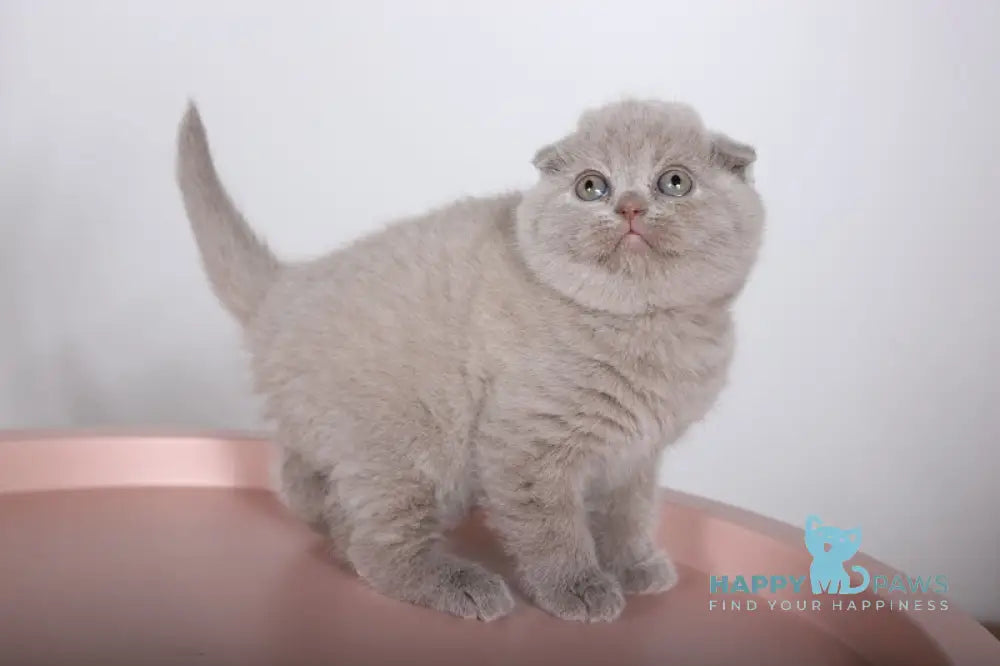 Feya Scottish Fold female lilac live animals