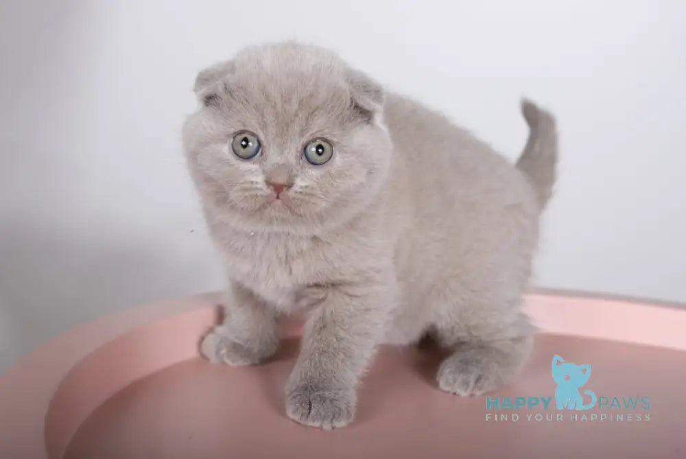 Feya Scottish Fold female lilac live animals