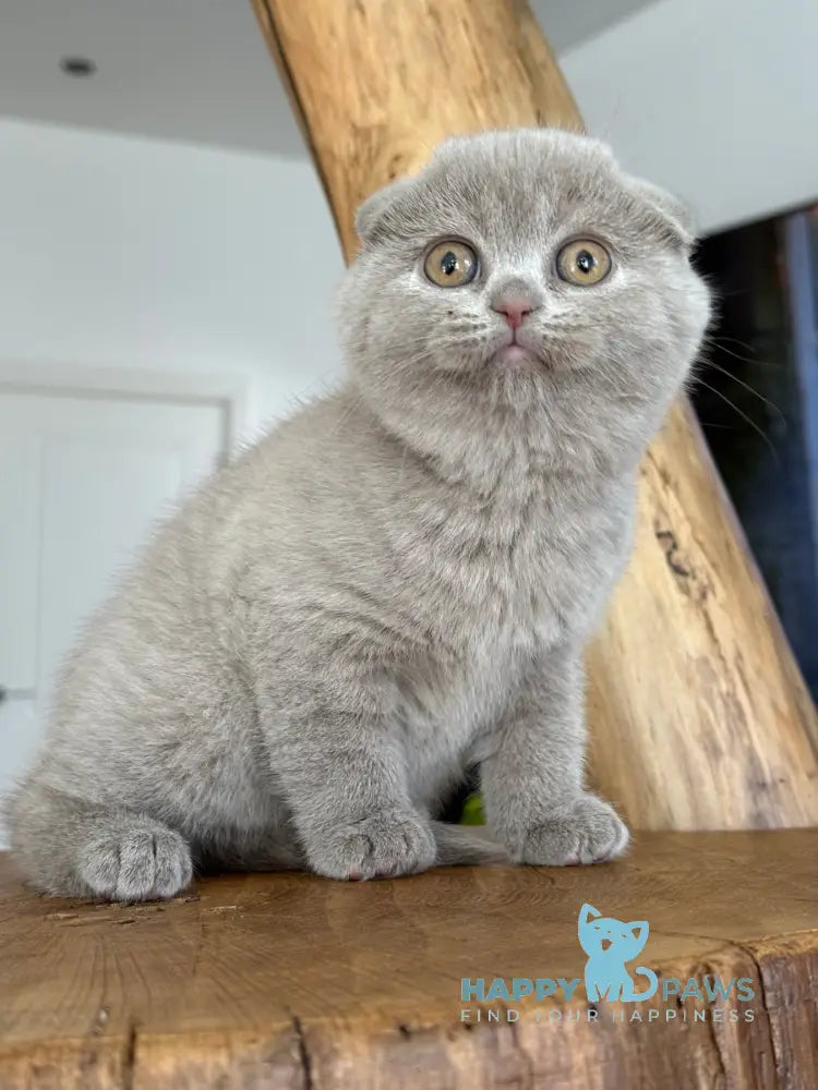 Feya Scottish Fold female lilac live animals