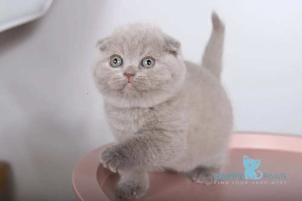 Feya Scottish Fold female lilac live animals