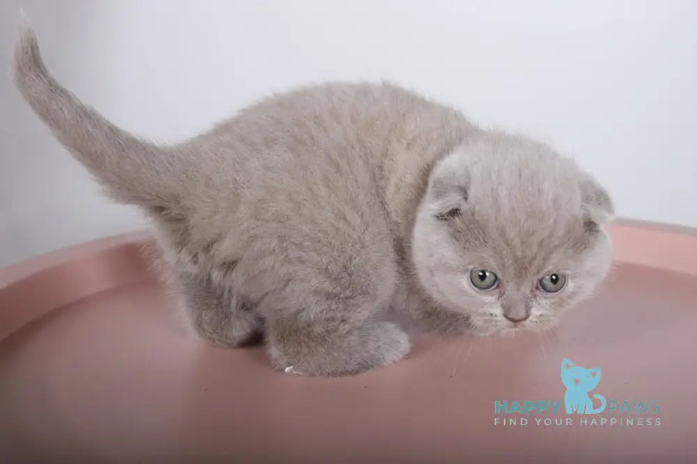 Feya Scottish Fold female lilac live animals