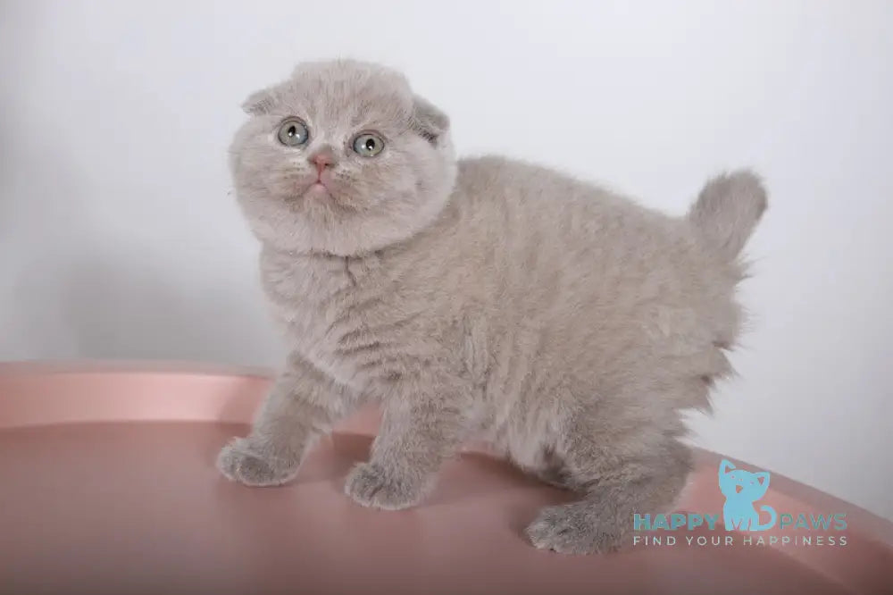 Feya Scottish Fold female lilac live animals