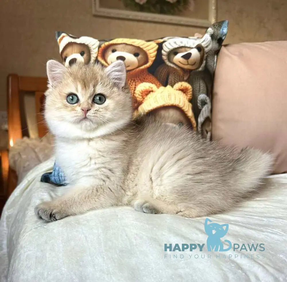 Fialka British Shorthair female black golden shaded live animals